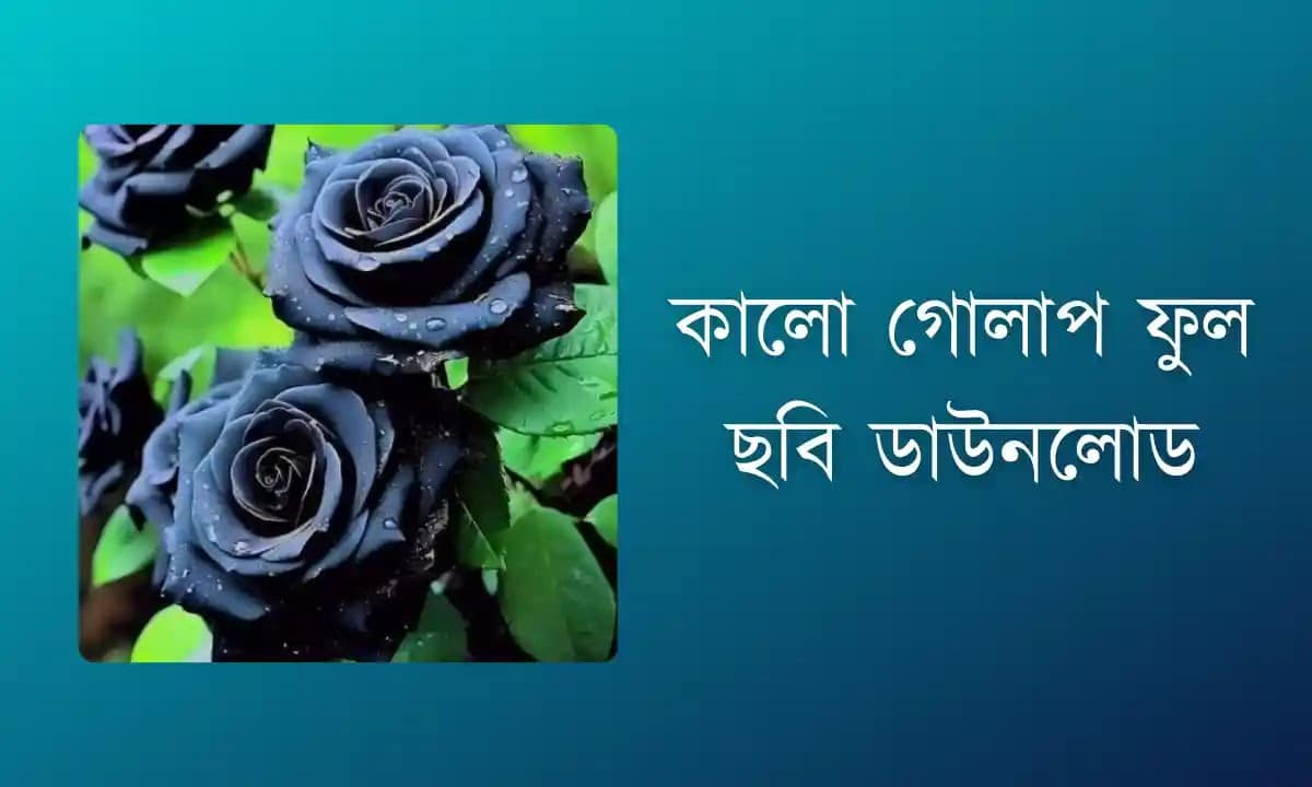 কালো গোলাপ ফুল ছবি ডাউনলোড - Black rose flower