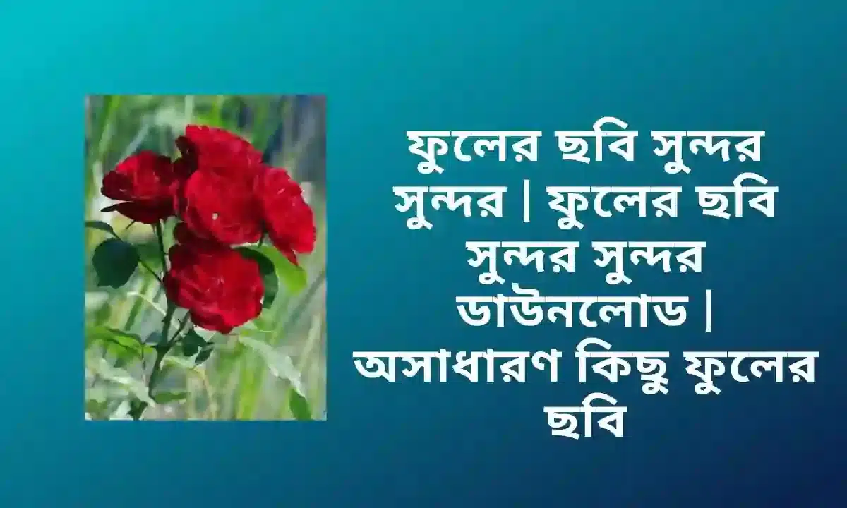 ফুলের ছবি সুন্দর সুন্দর | ফুলের ছবি সুন্দর সুন্দর ডাউনলোড | অসাধারণ কিছু ফুলের ছবি